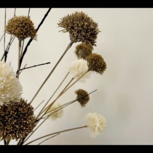 Dried flower heads, some cream-white among darker brown ones, against a plain wall