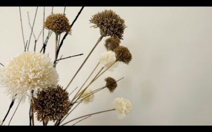 Dried flower heads, some cream-white among darker brown ones, against a plain wall
