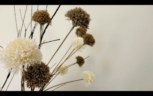 Dried flower heads, some cream-white among darker brown ones, against a plain wall