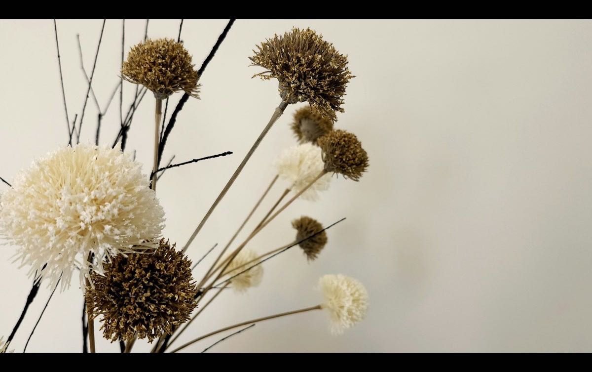 Dried flower heads, some cream-white among darker brown ones, against a plain wall